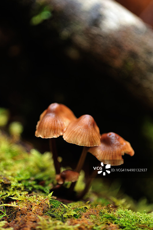 森林中的蘑菇图片素材