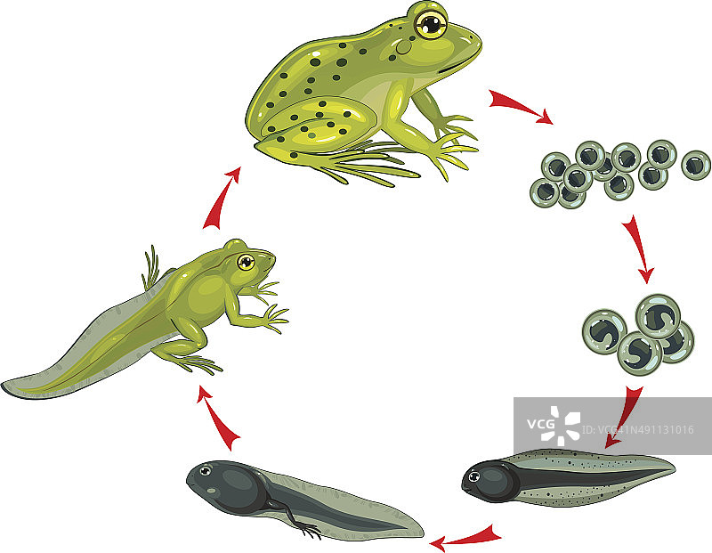 青蛙的生命周期图片素材