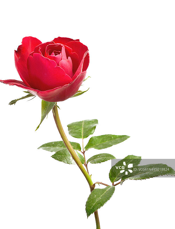 单瓣美丽的红玫瑰，孤立在白色背景上图片素材