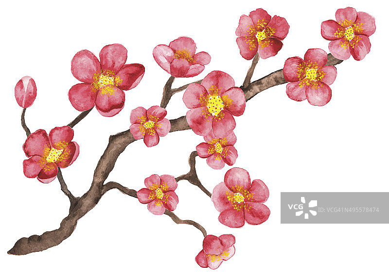 水彩画樱花盛开，樱花树开满了花图片素材