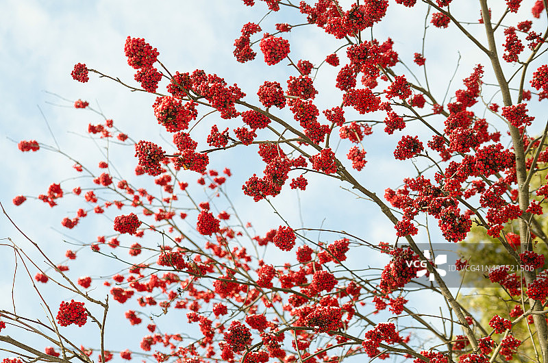 一簇簇的红花映衬着深蓝色的天空图片素材
