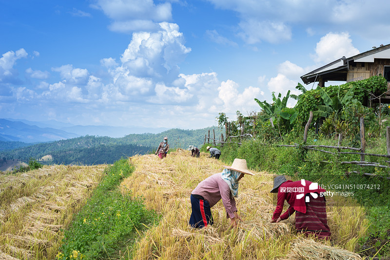 农民们正在用传统方法收割水稻图片素材