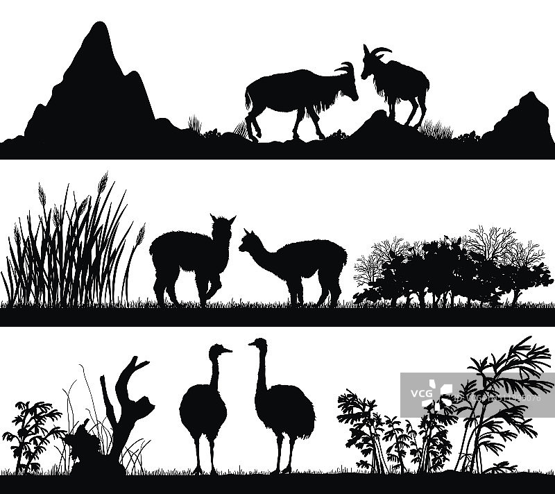 不同生境的野生动物(山羊、羊驼、鸵鸟)图片素材