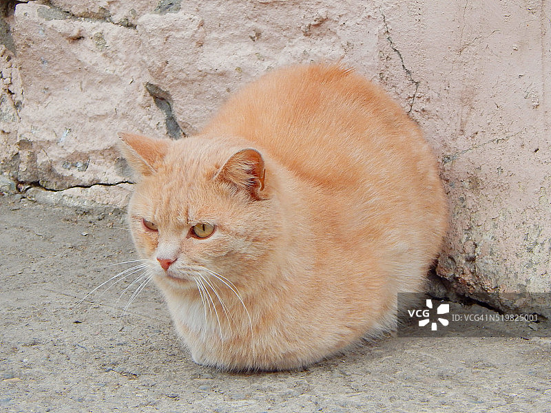 红猫在房子附近的混凝土路面上。图片素材