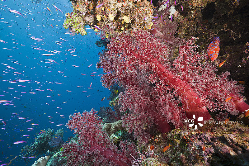 斐济珊瑚礁图片素材