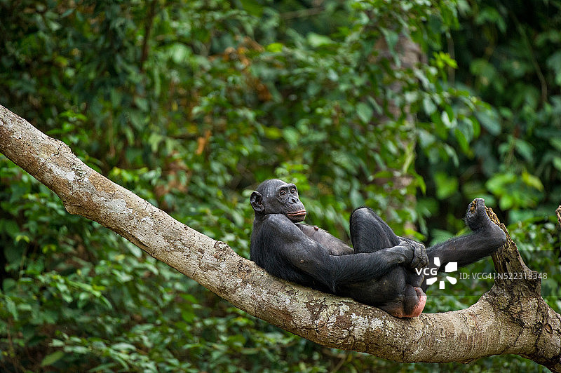 树枝上的倭黑猩猩。图片素材