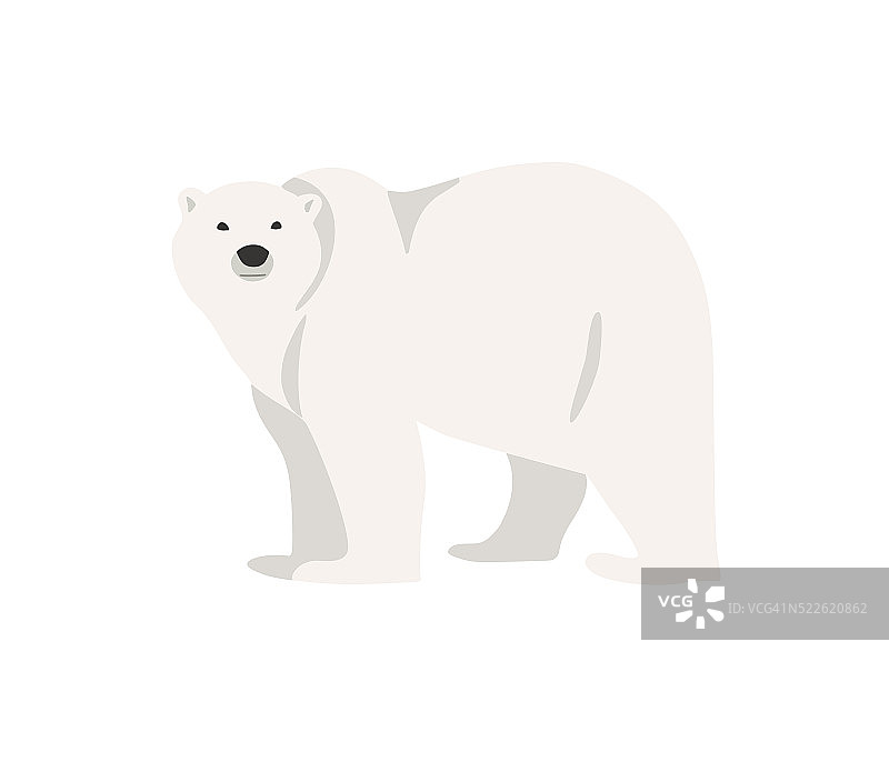 北极熊手绘插图，平面风格图片素材