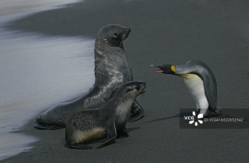 帝企鹅警告海豹图片素材