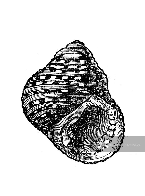 澳洲斑齿菊壳的古董插图图片素材