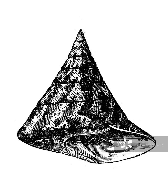 尼罗罗ticus贝壳的古董插图图片素材