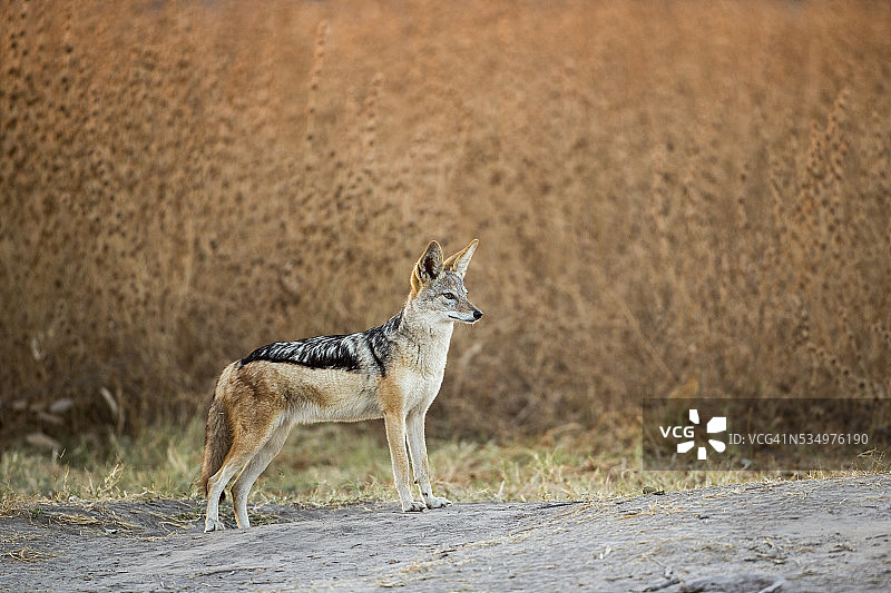 黑背豺狼，丘比国家公园，博茨瓦纳图片素材