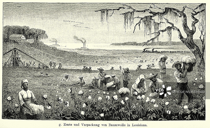 19世纪的北美——在路易斯安那州收获棉花图片素材