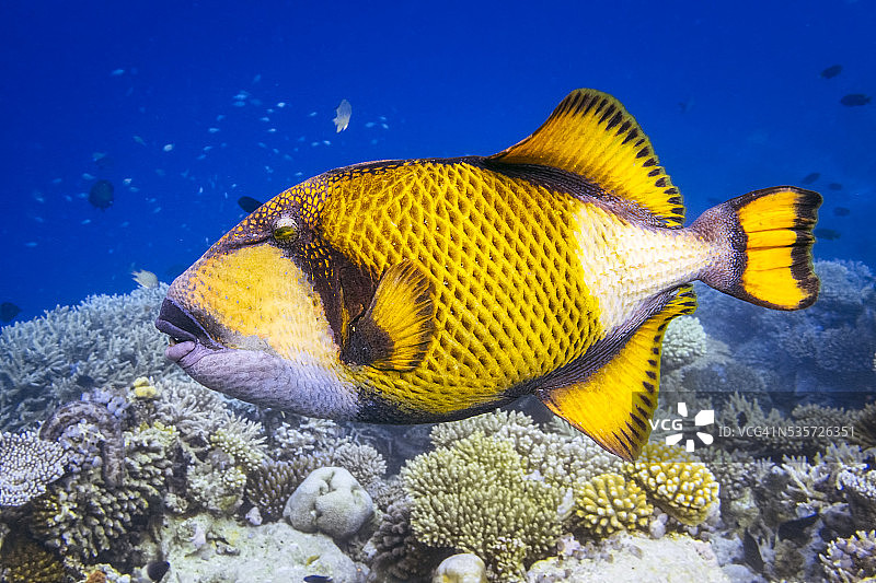 土卫六触发鱼在珊瑚礁-马尔代夫图片素材