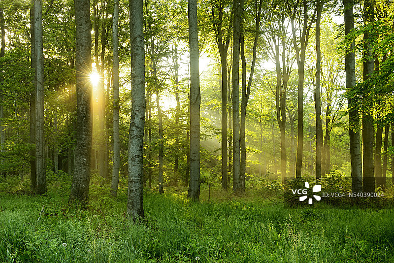绿色天然山毛榉树森林，透过阳光透过雾照明图片素材