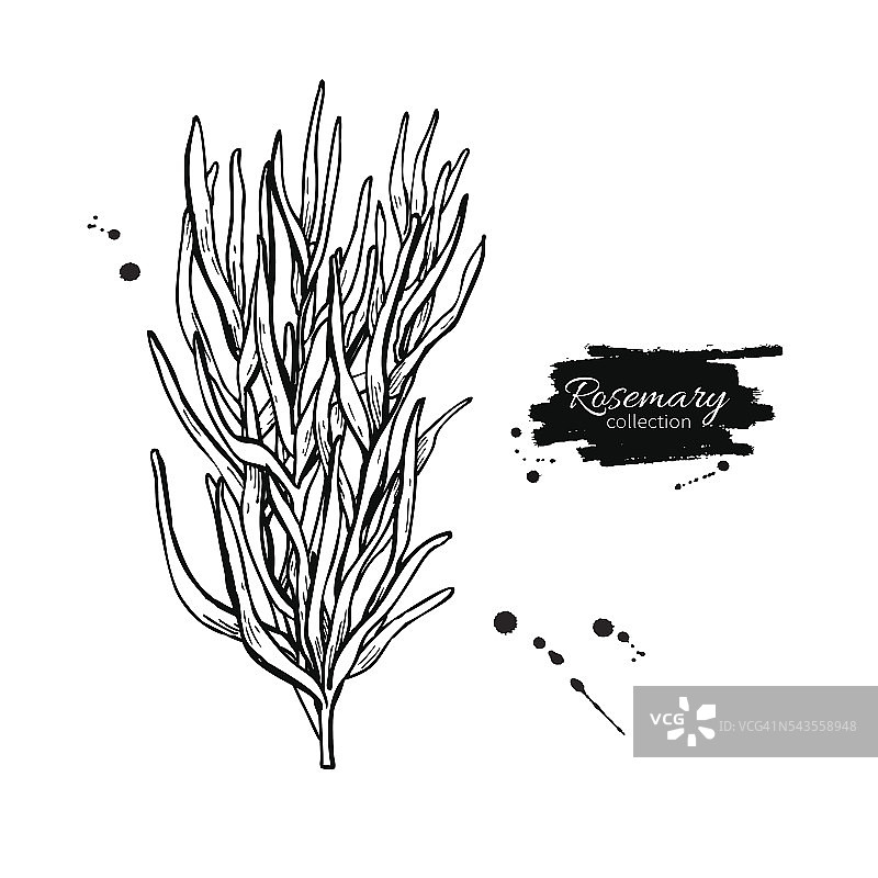 迷迭香矢量图。孤立的迷迭香植物图片素材