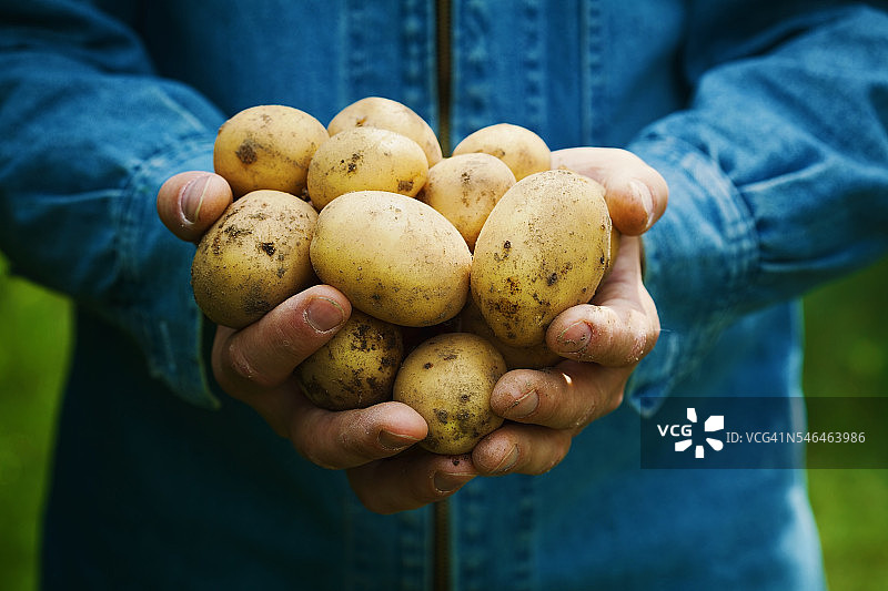 有机土豆或马铃薯在农民的手中在花园里收获图片素材