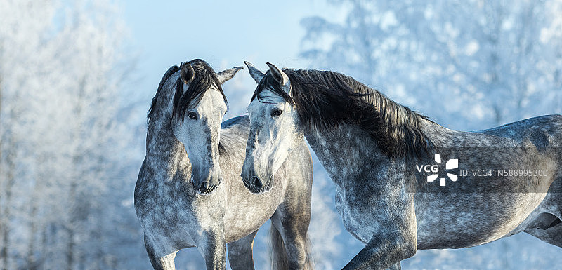 冬季森林里的两匹西班牙灰色骏马的肖像图片素材