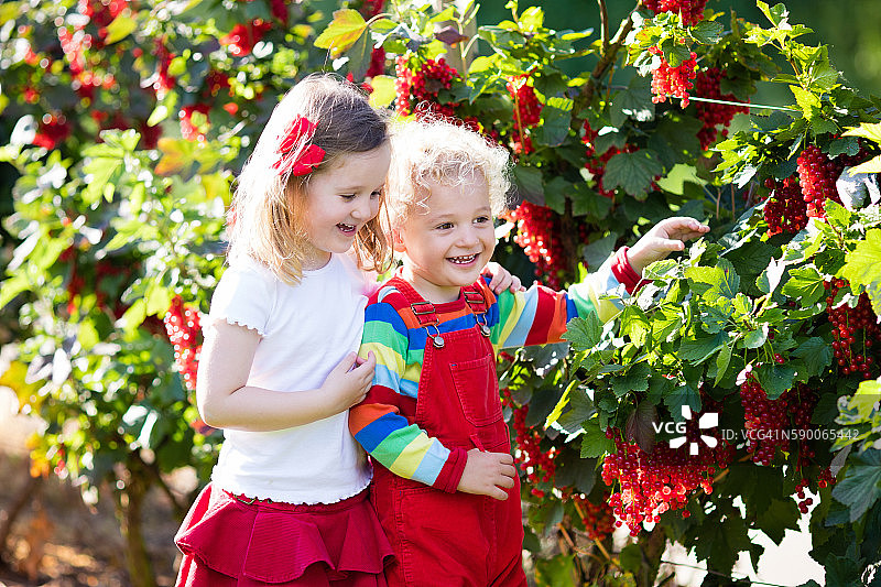 孩子们在花园里采摘红醋栗浆果图片素材