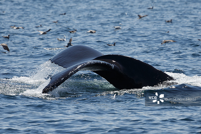 座头鲸在马萨诸塞州的普罗温斯敦图片素材