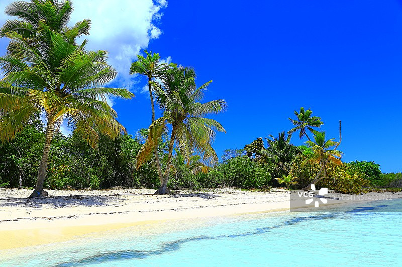 多米尼加共和国，Saona岛，绿松石般的田园沙滩图片素材