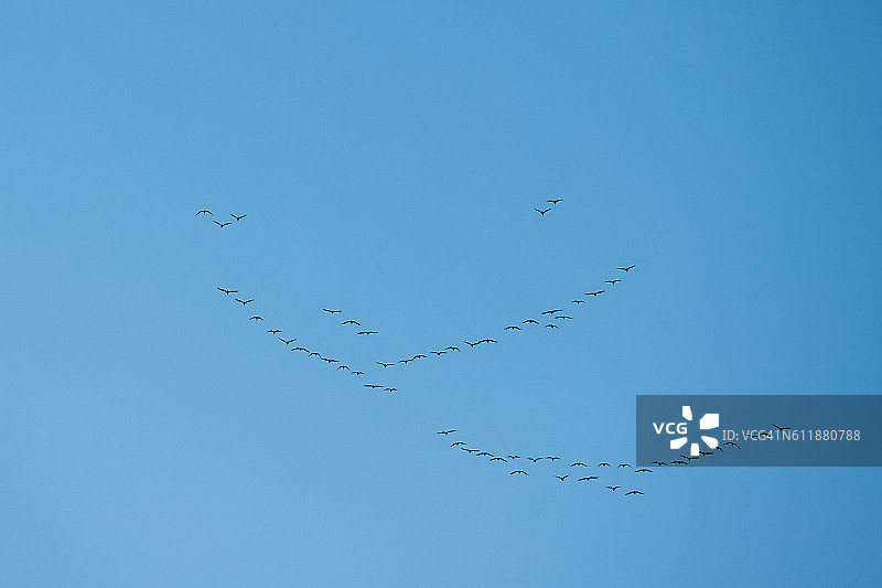 一群大雁排成v字队形飞着蓝色的秋，春天图片素材
