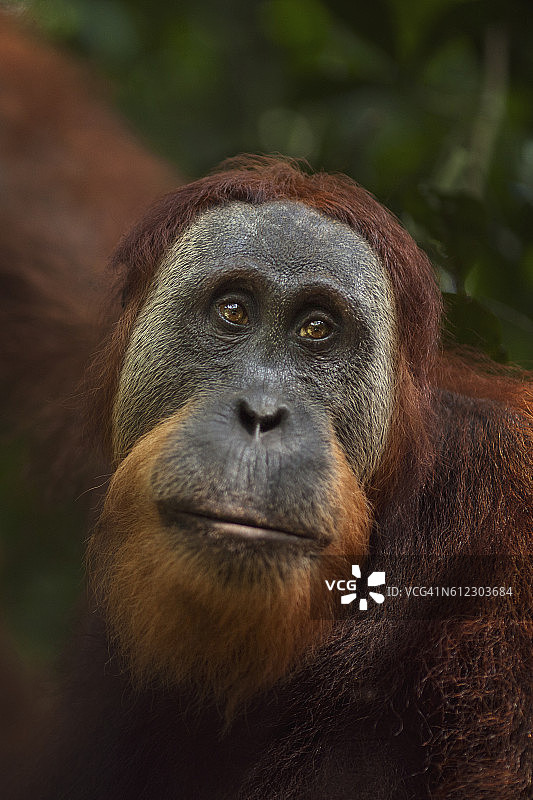 苏门答腊猩猩的年轻男性肖像图片素材
