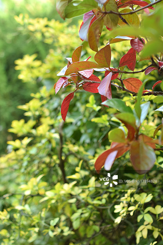 Сolors的秋天。秋天的红色在绿色的公园里图片素材