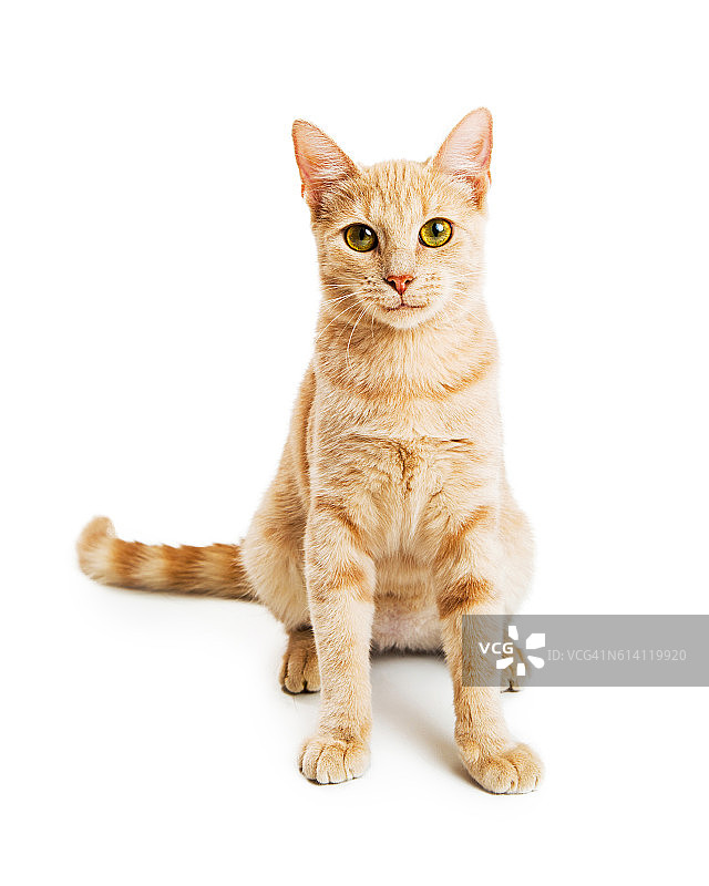 美丽的橙色小猫面对白色图片素材
