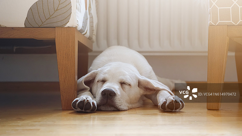拉布拉多猎犬的小狗睡在家里的地板上图片素材