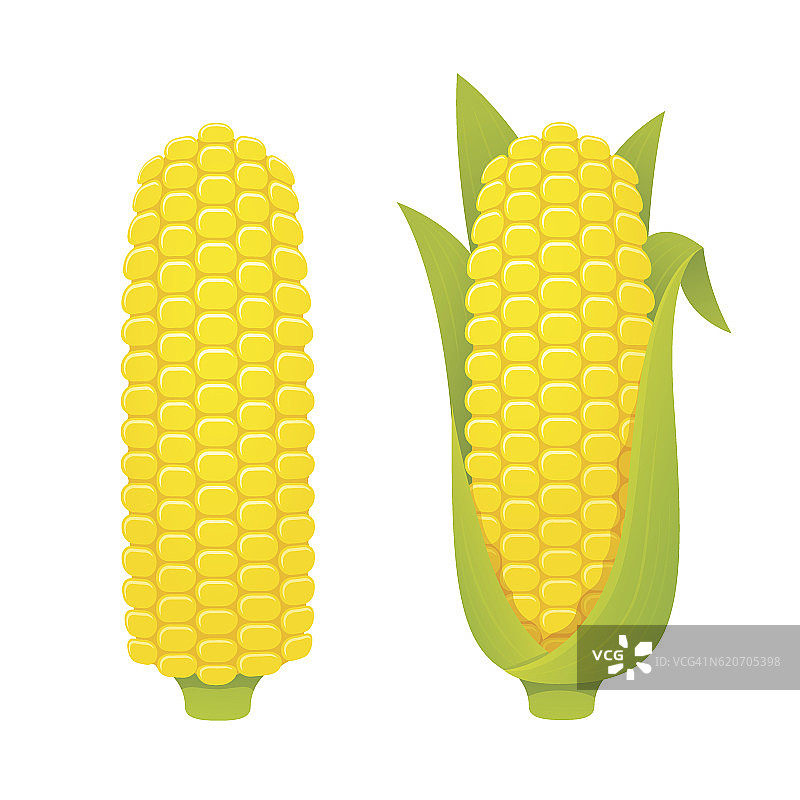 玉米穗轴插图图片素材