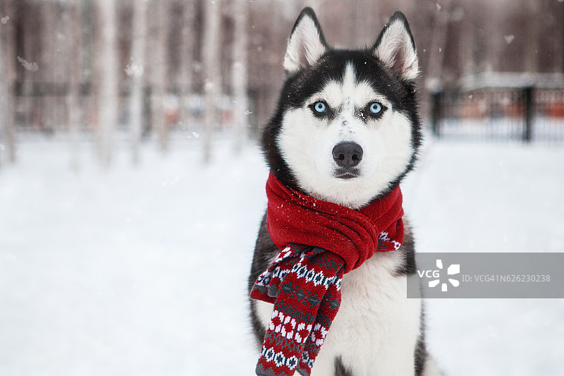 戴着红色围巾的西伯利亚哈士奇犬图片素材