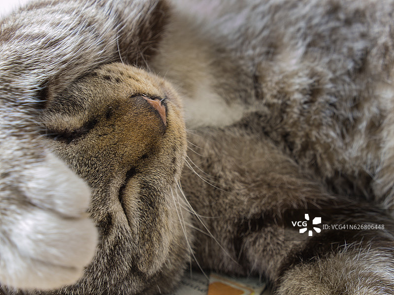 睡眼惺忪的虎斑猫图片素材