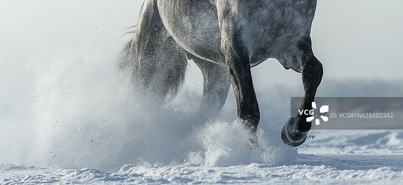 马的腿在雪中变得越来越近图片素材