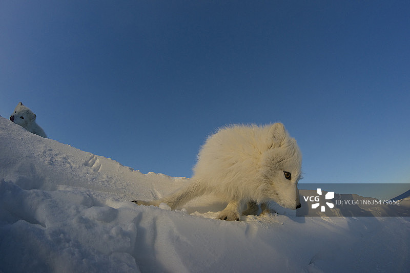 北极狐在冰雪覆盖的苔原上寻找猎物。图片素材