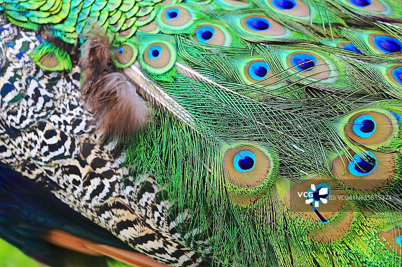 奇异的蓝色，绿色和条纹背景纹理，孔雀鸟的羽毛图片素材