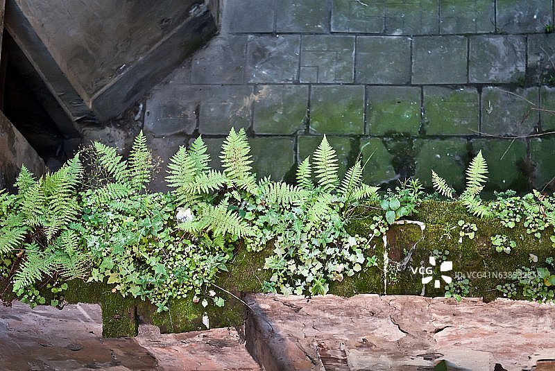 墙上的蕨类植物和绿色苔藓图片素材