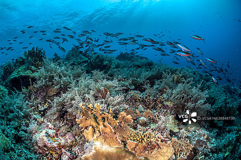 菲律宾、东南亚、西太平洋的海底世界。图片素材