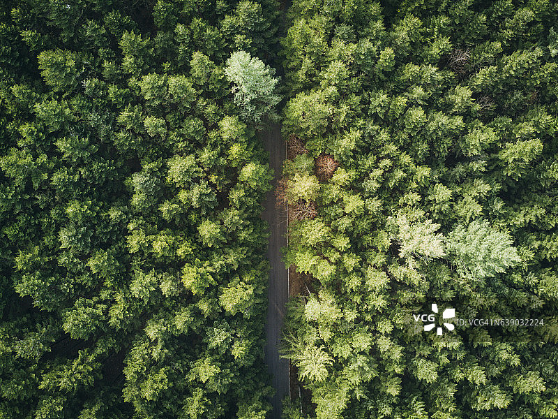 森林中一条道路的无人机视图图片素材