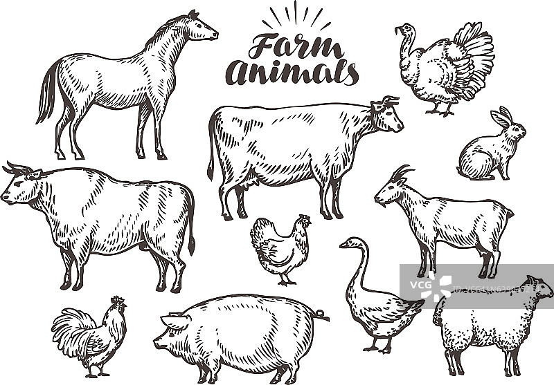 农场,向量草图。收集动物如马、牛、公牛图片素材