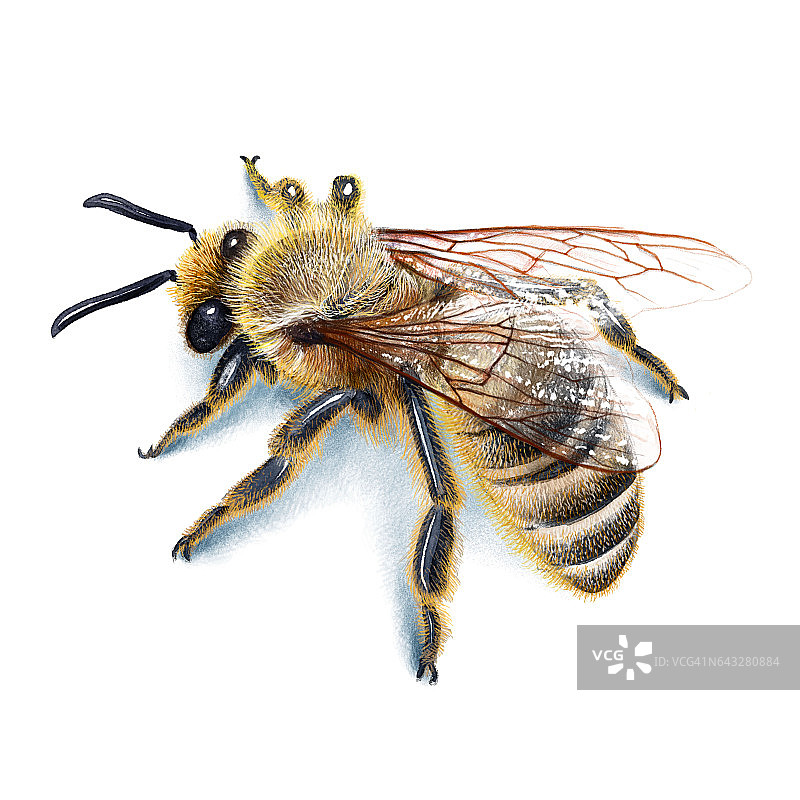 蜜蜂插图，水彩画，素描，水墨，写实图片素材