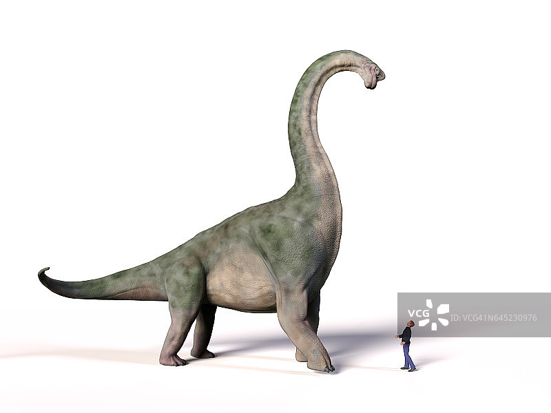比较侏罗纪晚期成年腕龙与1.8米高的人类(智人)的体型图片素材