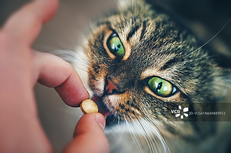 猫吃药丸图片素材