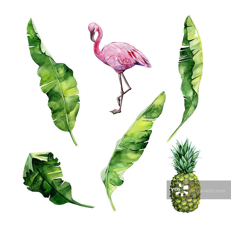 水彩画一套热带树叶，茂密的丛林，火烈鸟和菠萝。图片素材