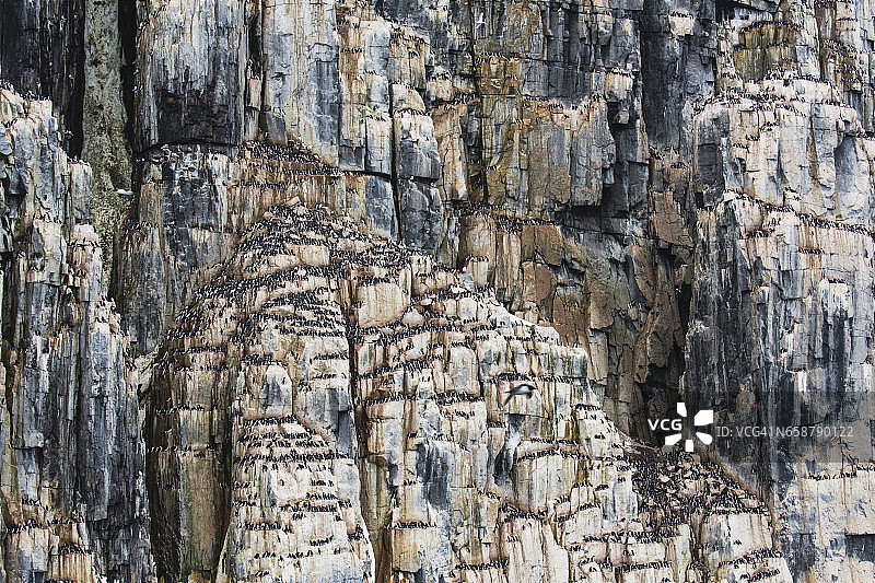 布鲁尼奇海鸠坐在悬崖上产卵图片素材