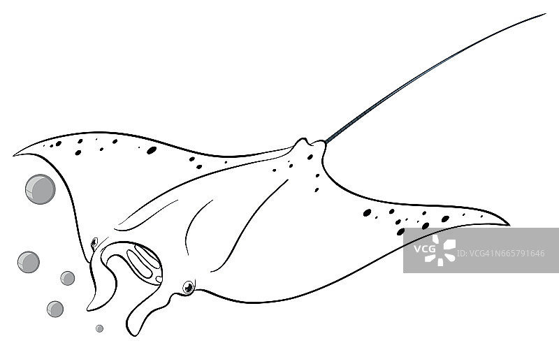 黄貂鱼的牵引动物图片素材