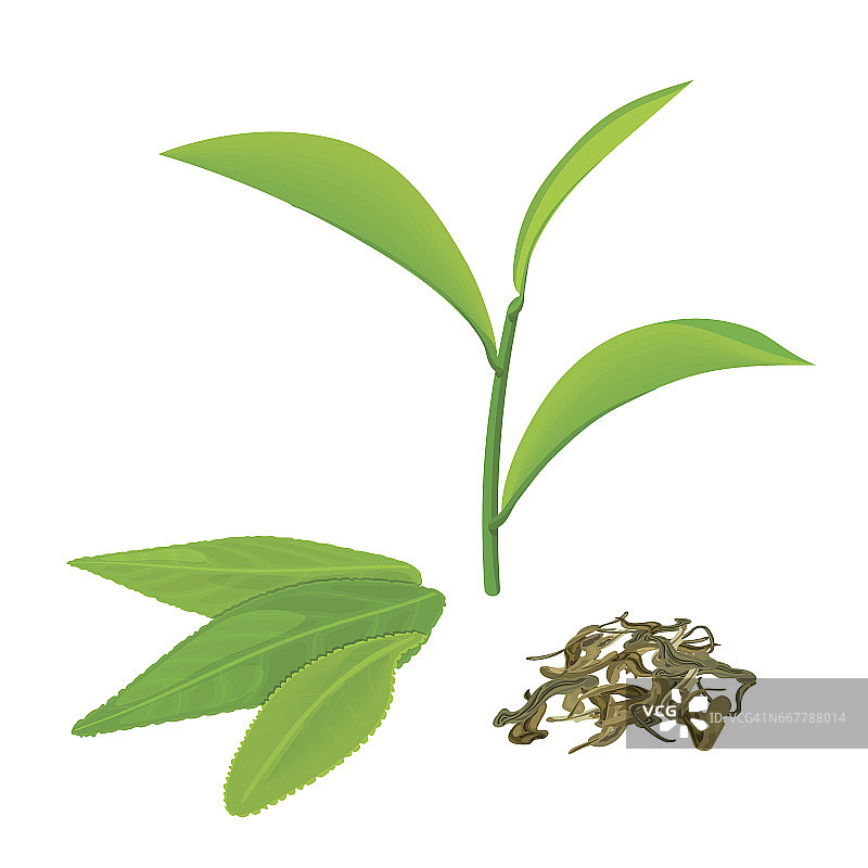 绿茶叶和嫩枝，发酵茶，在白色背景上分离图片素材