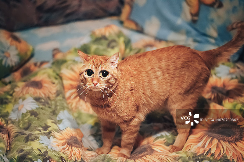 红姜的滑稽猫图片素材