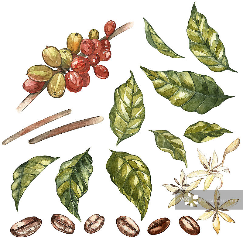 红色的阿拉比卡咖啡豆枝上带花孤立，水彩画插图。图片素材