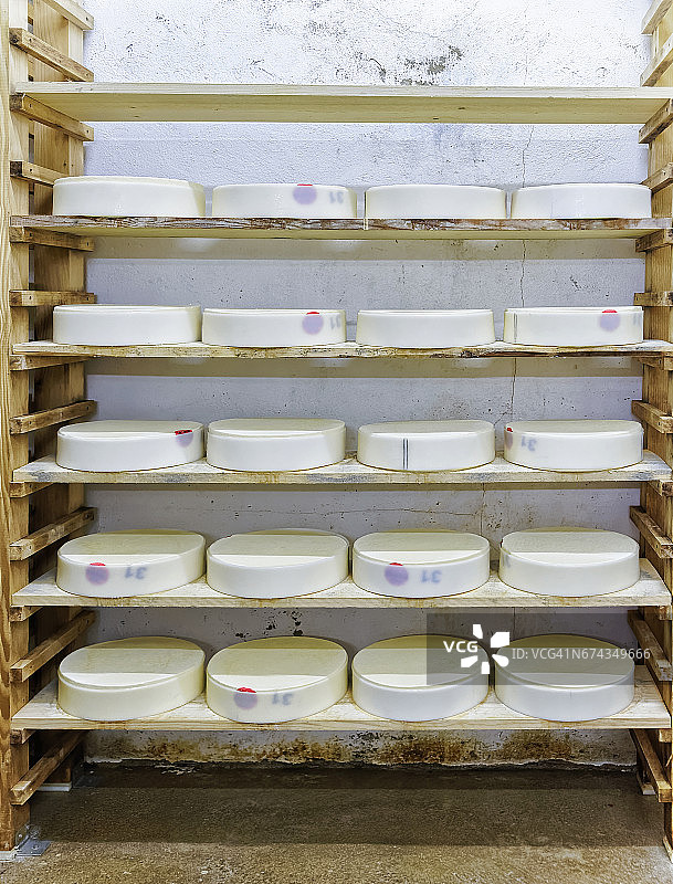 在成熟的地窖里存放着新鲜奶酪的货架图片素材