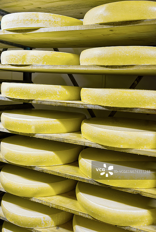 一堆陈年奶酪在成熟的酒窖里图片素材